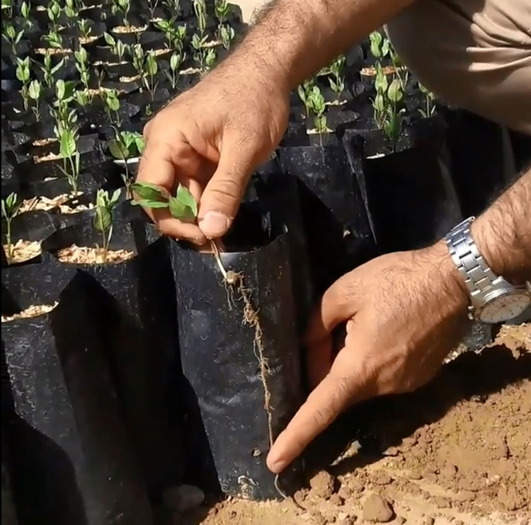 نهال