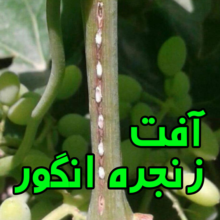 زنجره انگور