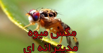 مگس میوه مدیترانه ای