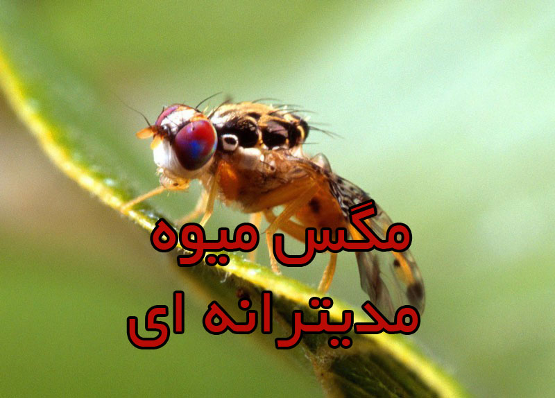 مگس میوه مدیترانه ای