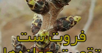 فروت ست