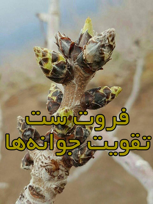 فروت ست