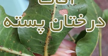 آفات درختان پسته