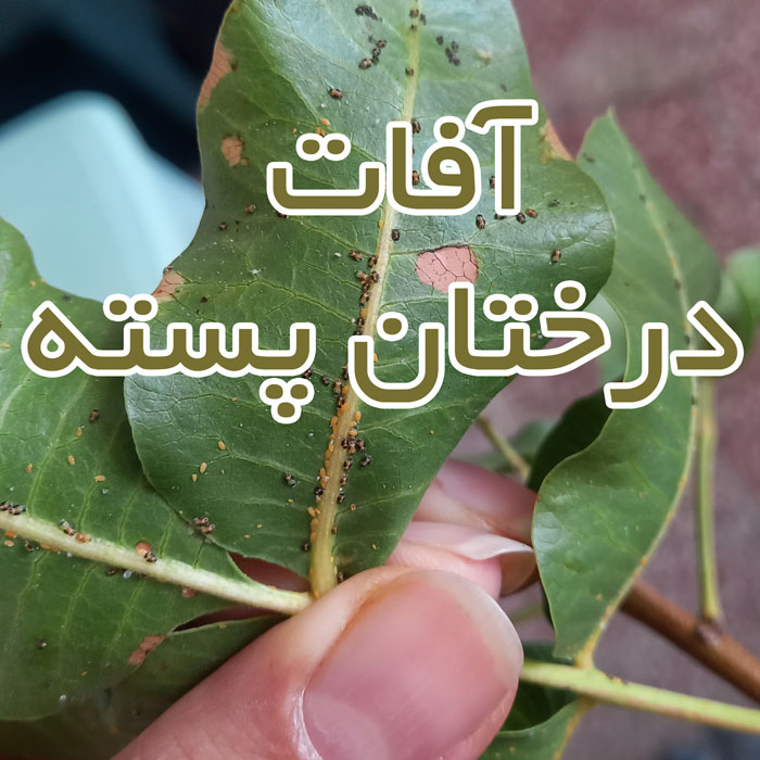 آفات درختان پسته