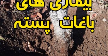 بیماری های پسته