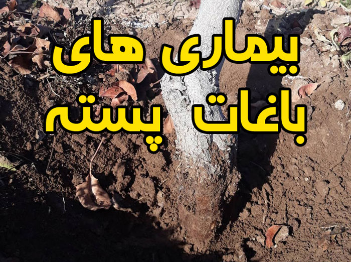 بیماری های پسته
