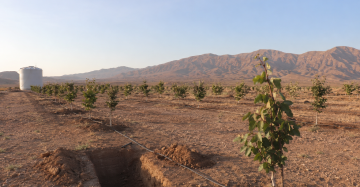 امکان‌سنجی احداث باغ پسته در مناطق جدید و کم‌آب ایران